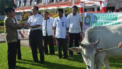 Photo of Pemda Poso Sumbang  9 Ekor Sapi Ke PHBI Untuk Kurban