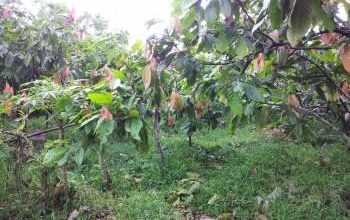 Photo of Banyak Kebun di Wilayah Poso Pesisir Utara Tidak Lagi Dikelola