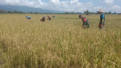 Photo of Babinsa Bantu Warga Mayasari Panen Padi